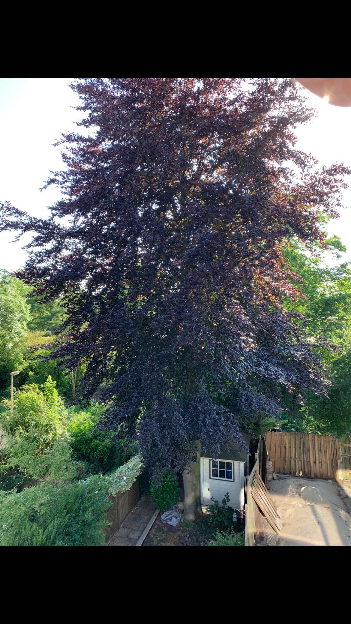 Tuin Boom kappen; 1 boom Werkspot