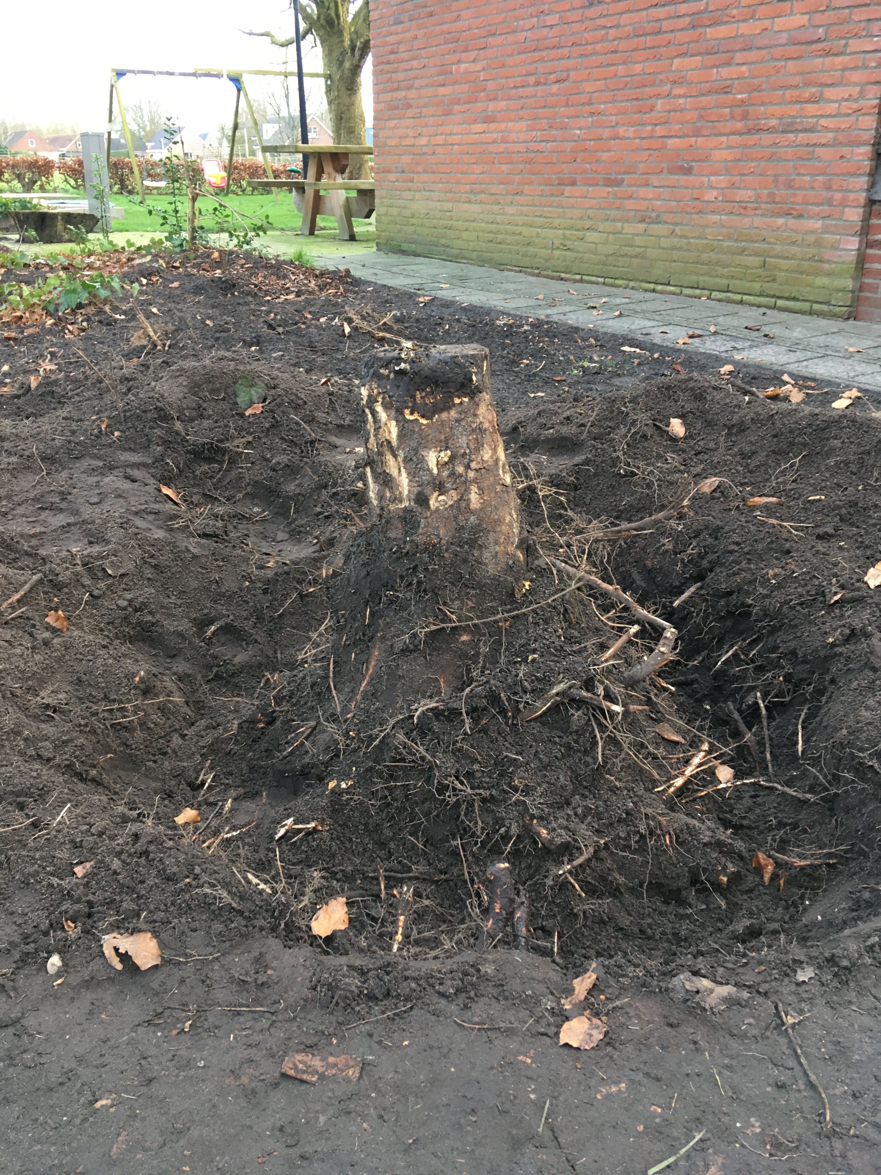 Tuin: Boomstronk Verwijderen; 3 Bomen - Werkspot