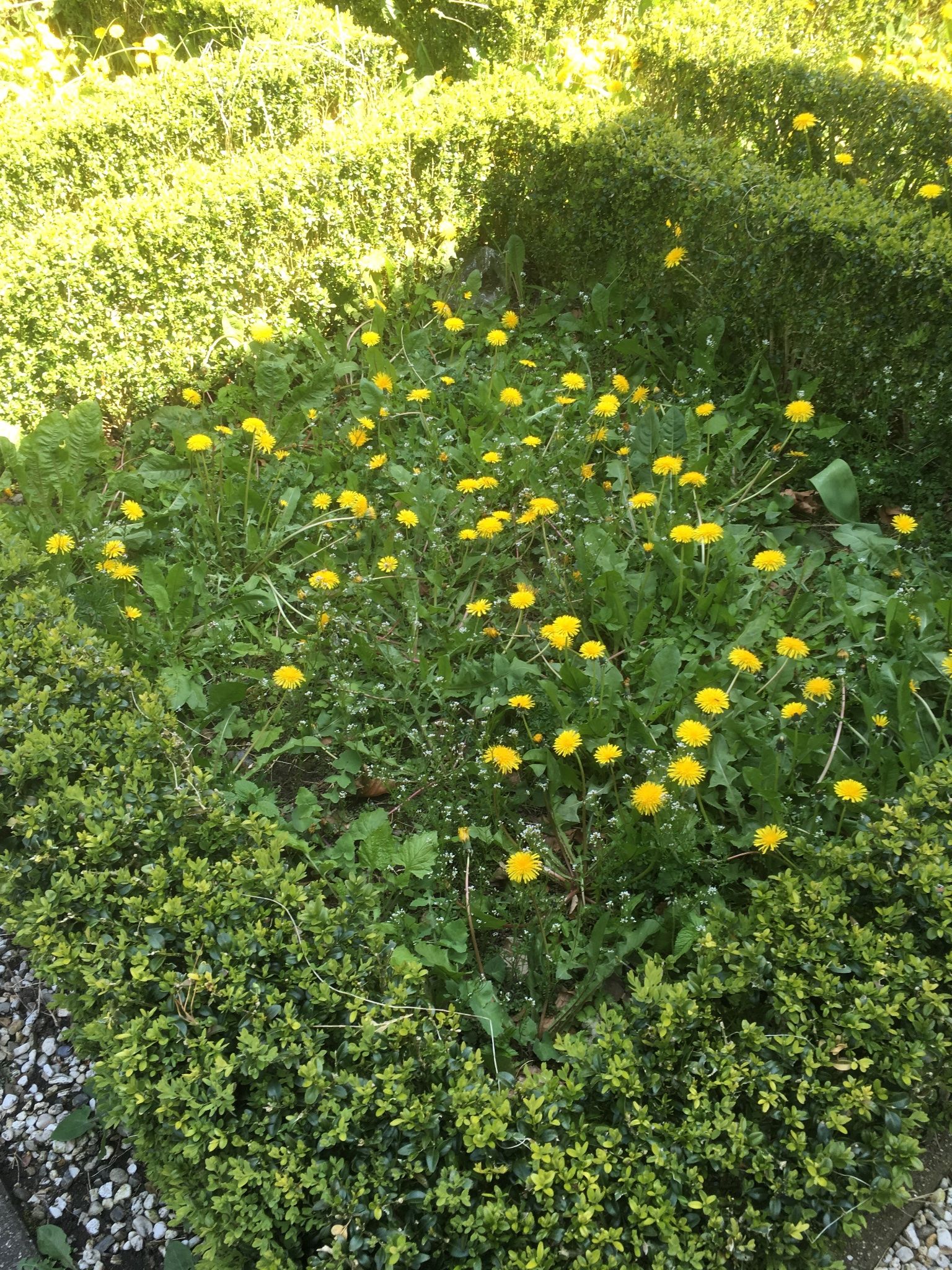 Onkruid tuin verwijderen Werkspot