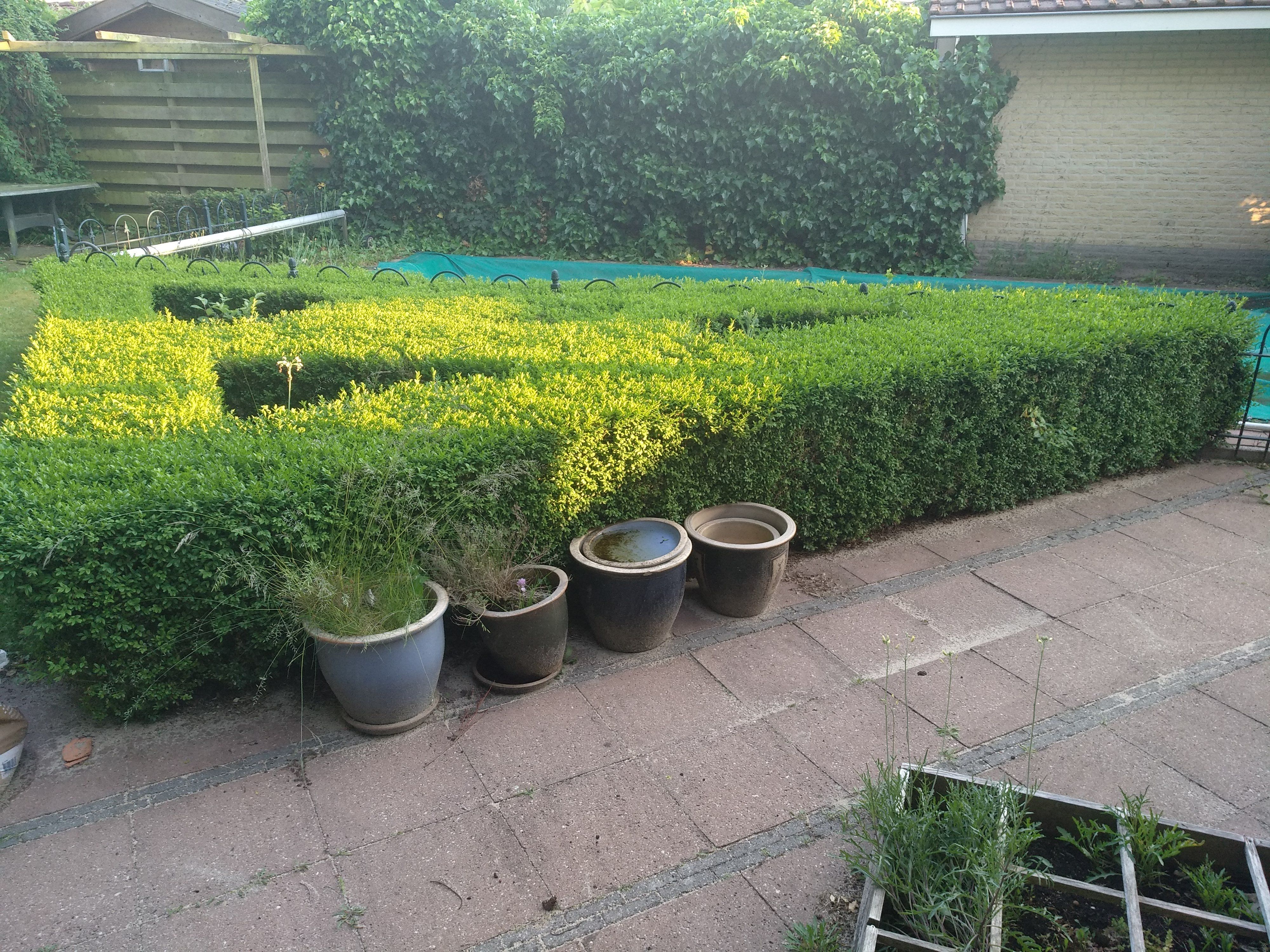 snoeien van 2 kleine bomen en een klimop. Buxus verwijderen. Werkspot