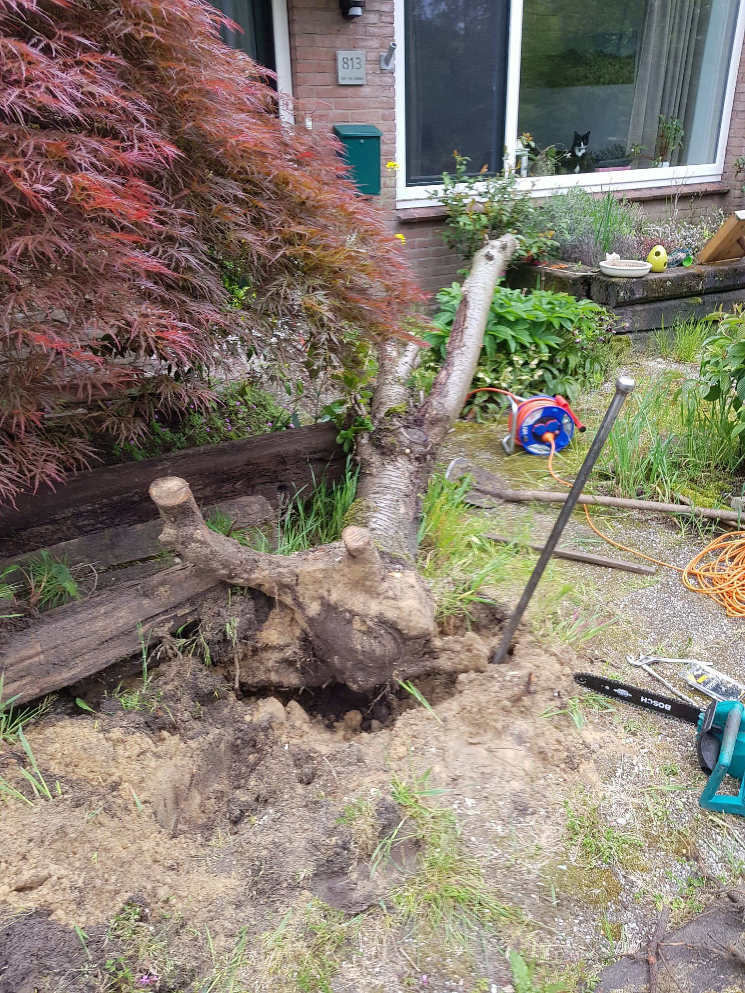 Tuin Boom rooien, Boomstronk verwijderen; 2 bomen Werkspot