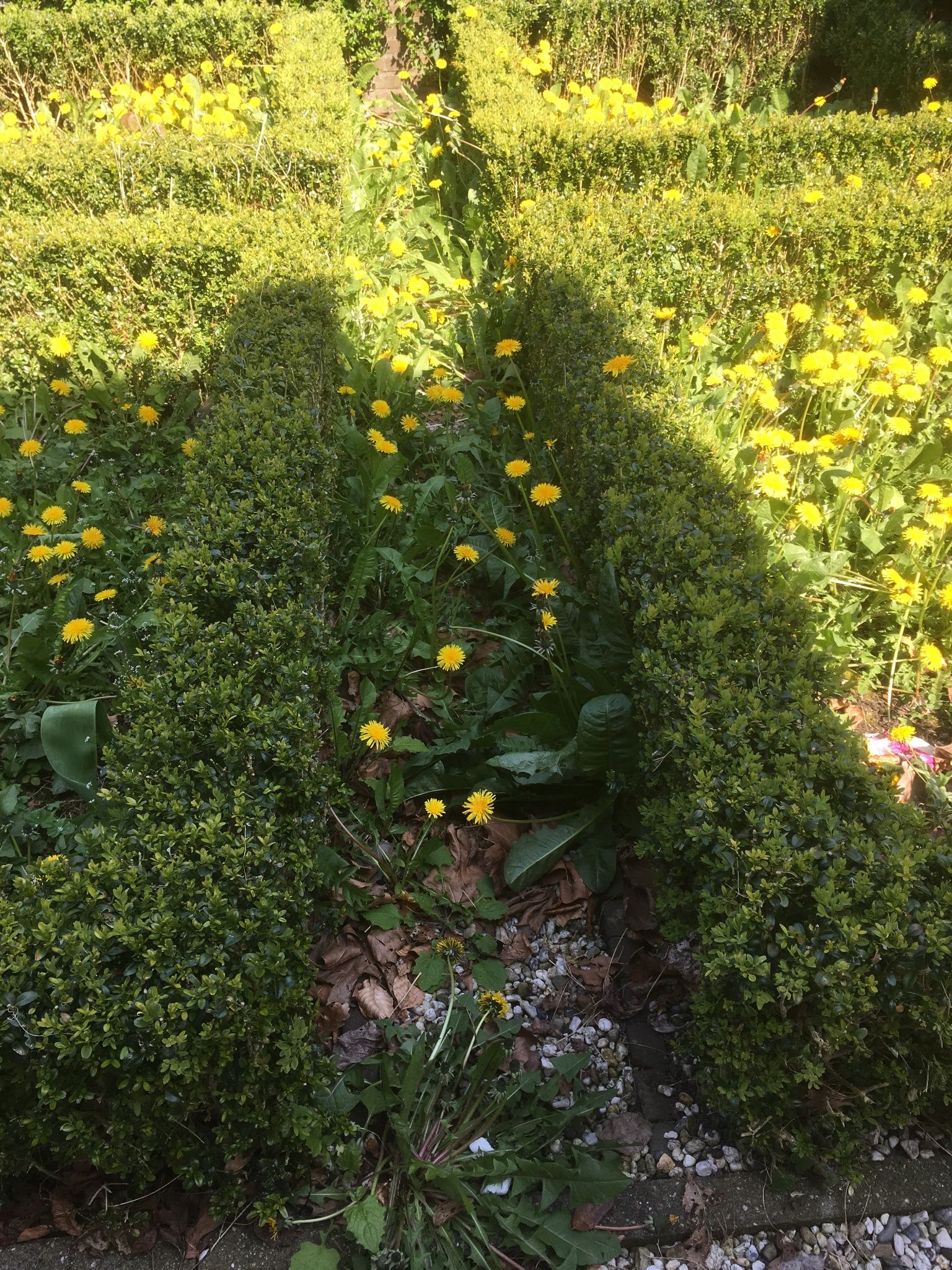 Onkruid tuin verwijderen Werkspot