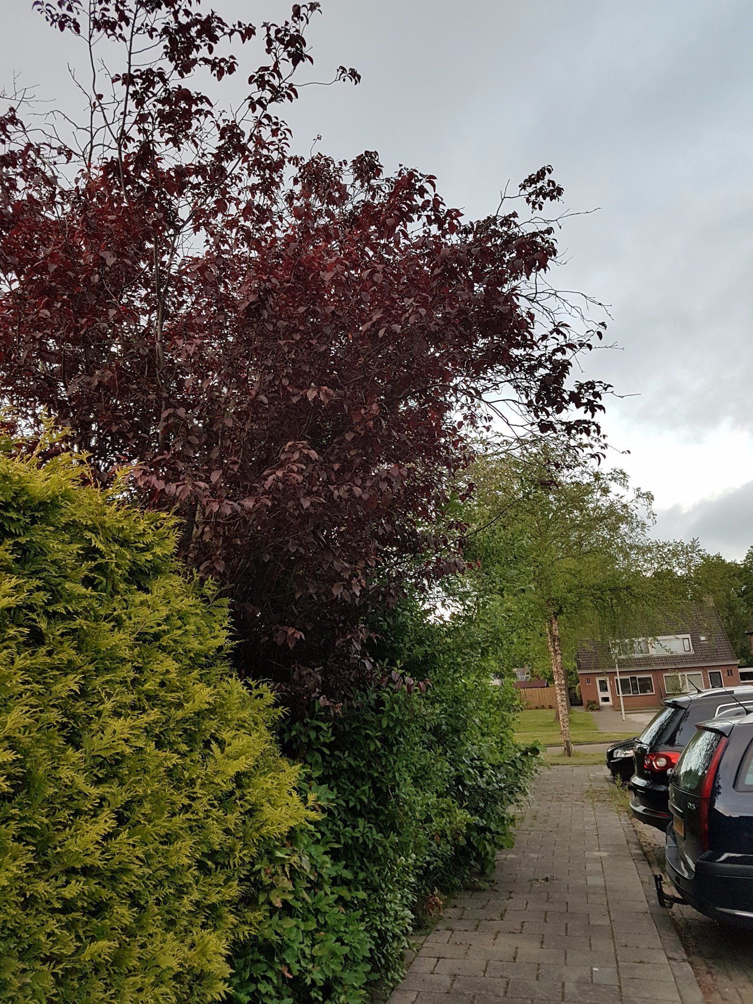 Struiken, coniferen en boom weghalen en de tuin leeg en vlak afleveren