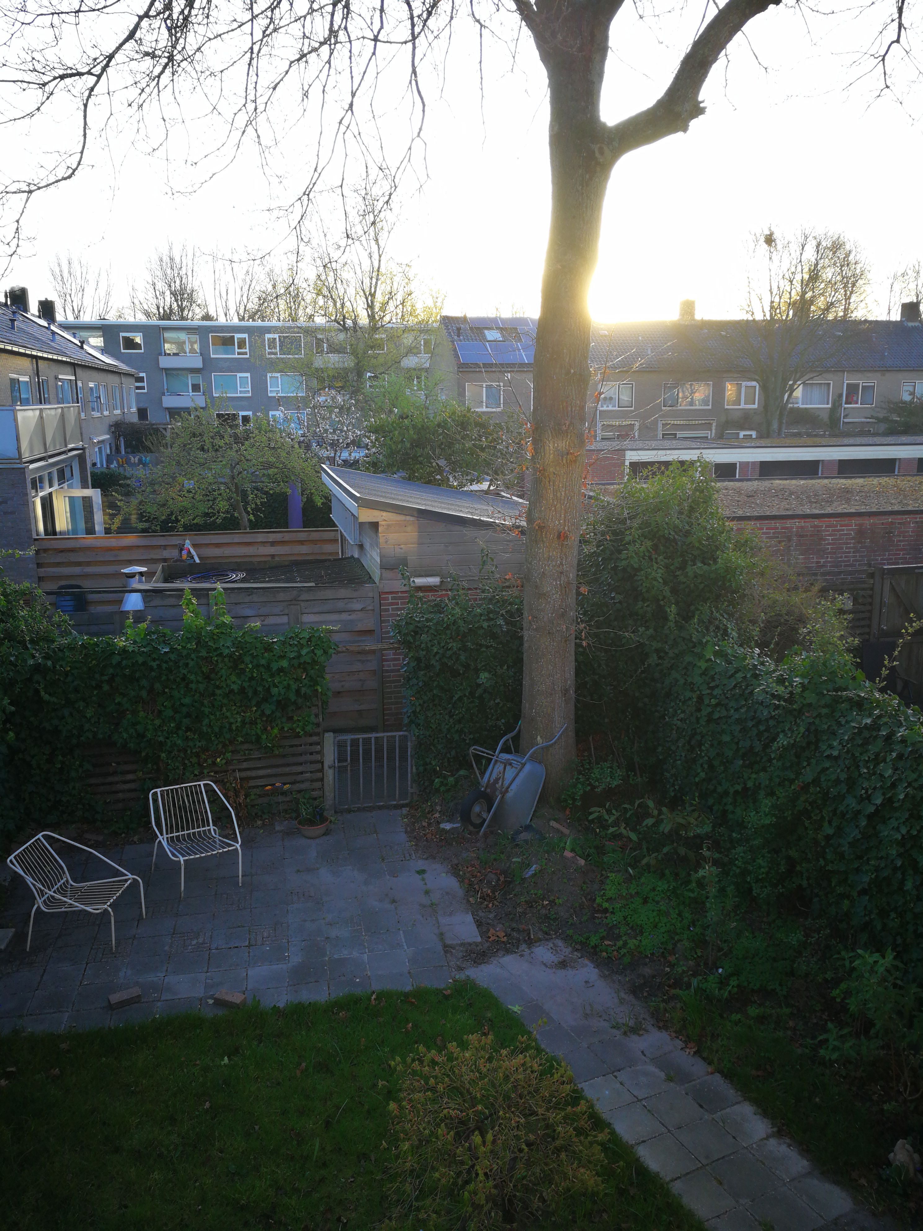 Tuin Boomstronk verwijderen, Kappen; 1 boom Werkspot