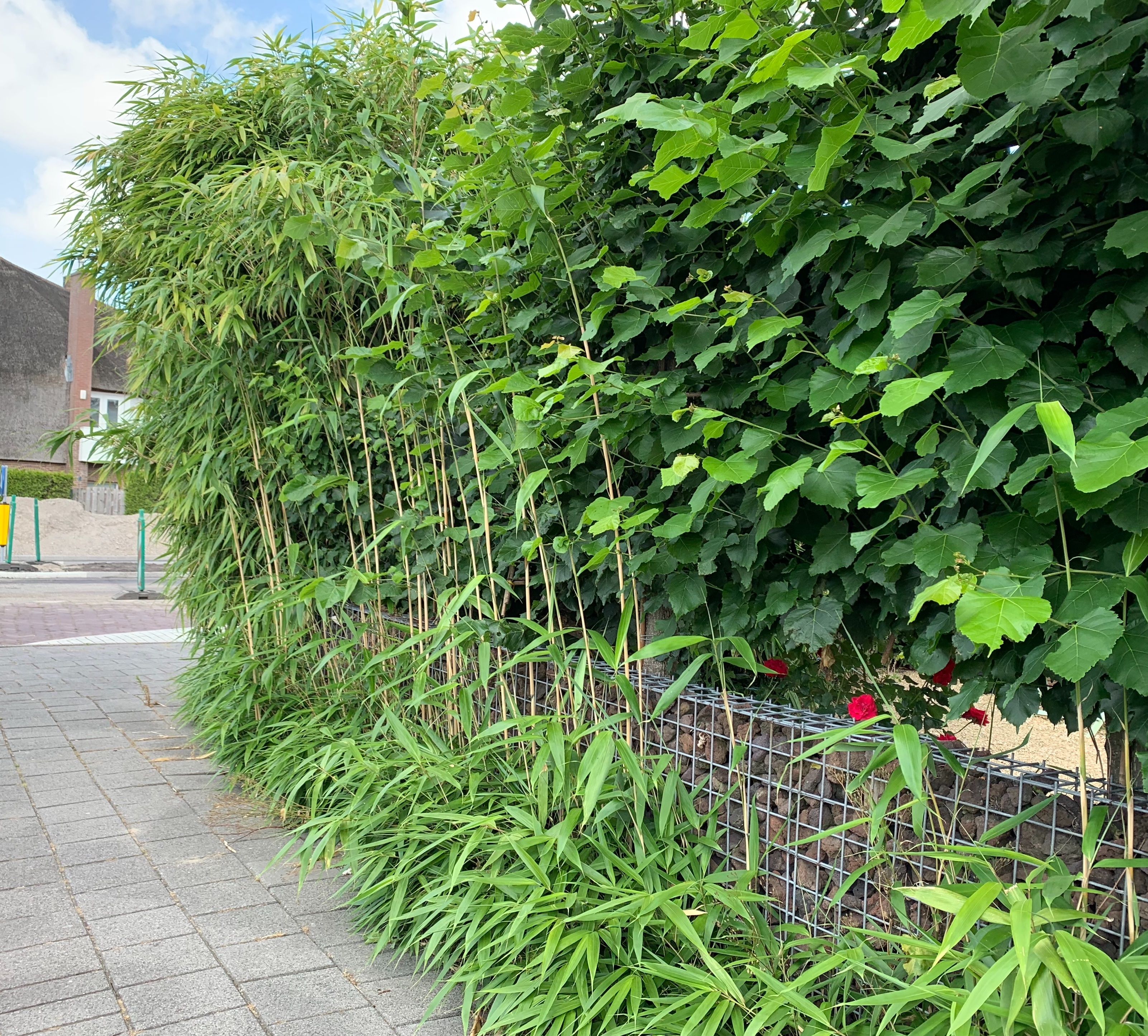 Tuin Bamboe verwijderen/uitgraven Werkspot