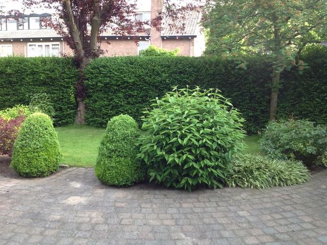 Snoeien tuin (voor en achter) oa liguster, taxus, esdoorn, bolvibe