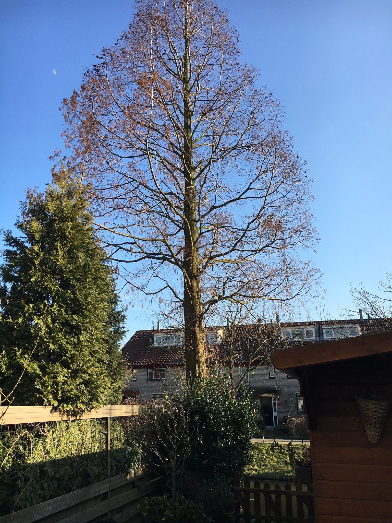 Grote boom uit tuin verwijderen Werkspot