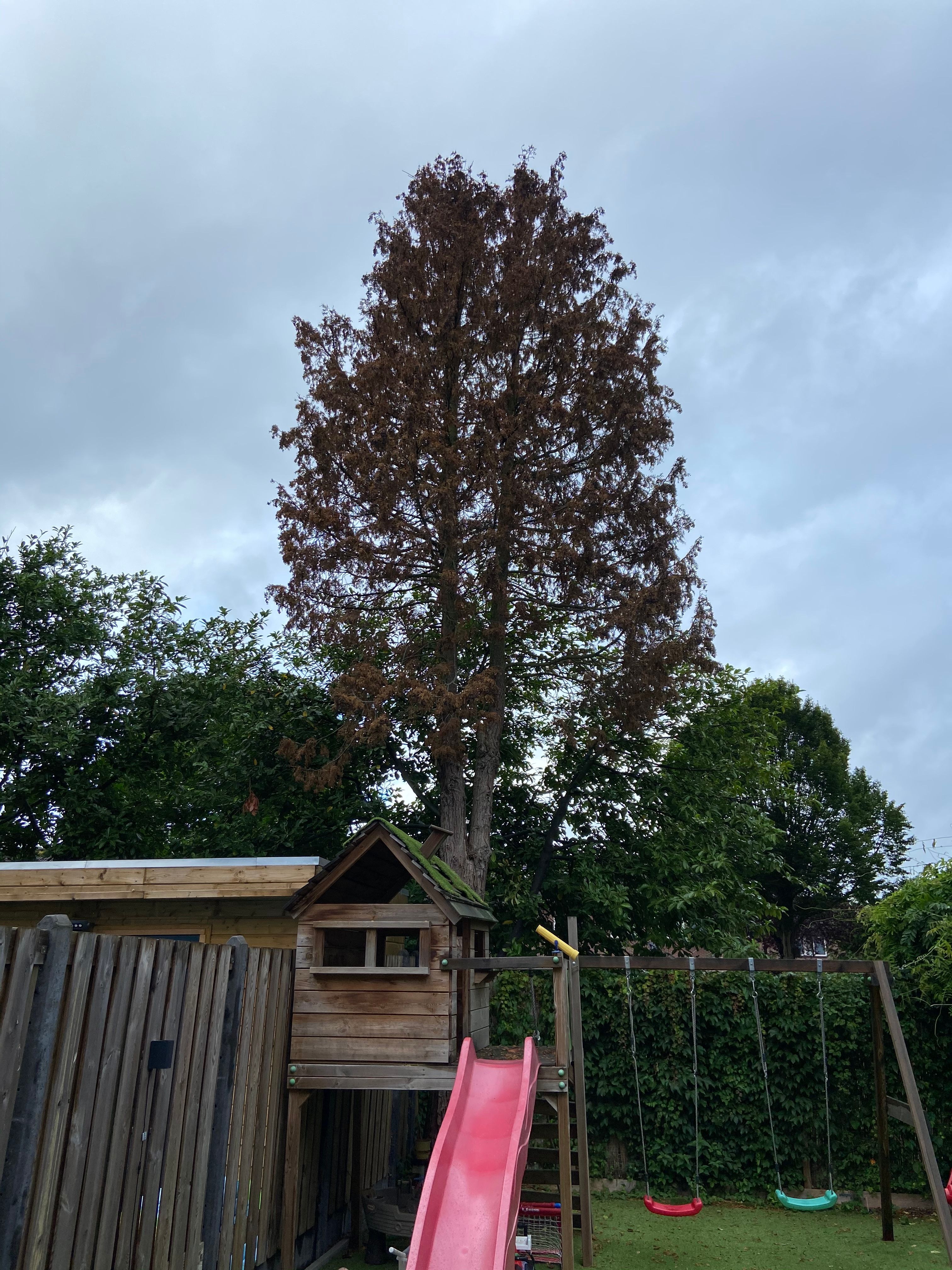 Tuin Boom kappen tot 2 3 meter hoogte; 1 boom Werkspot