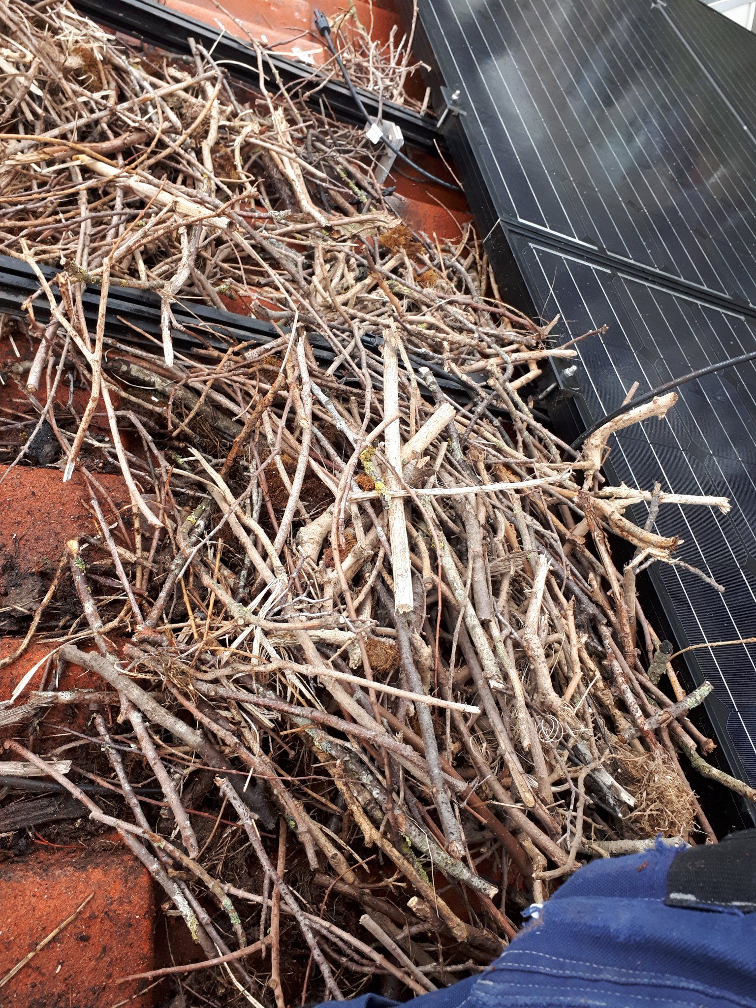 Plaatsen Vogelbescherming Rond Zonnepanelen Werkspot