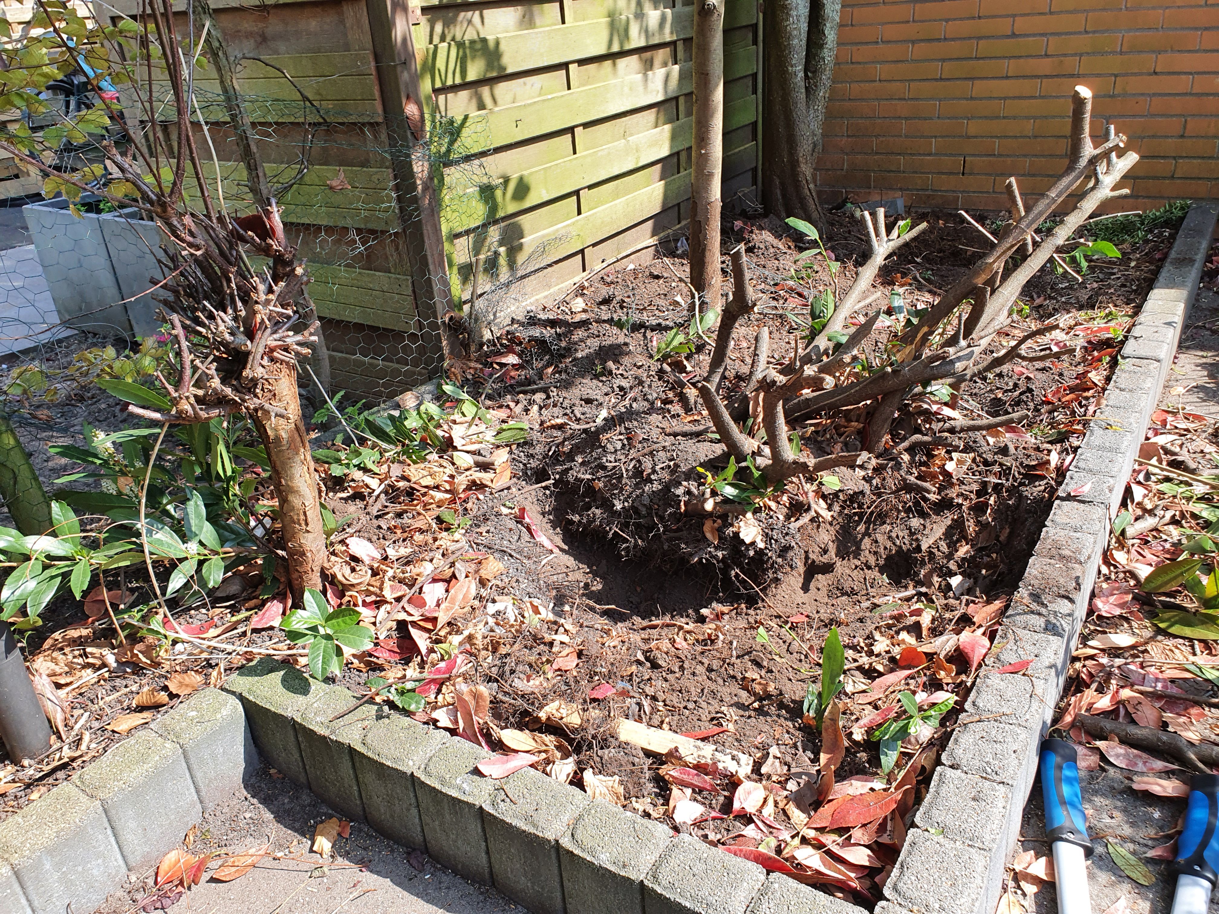 Tuin Boomstronk verwijderen, Betreft struik met naar het lijkt die