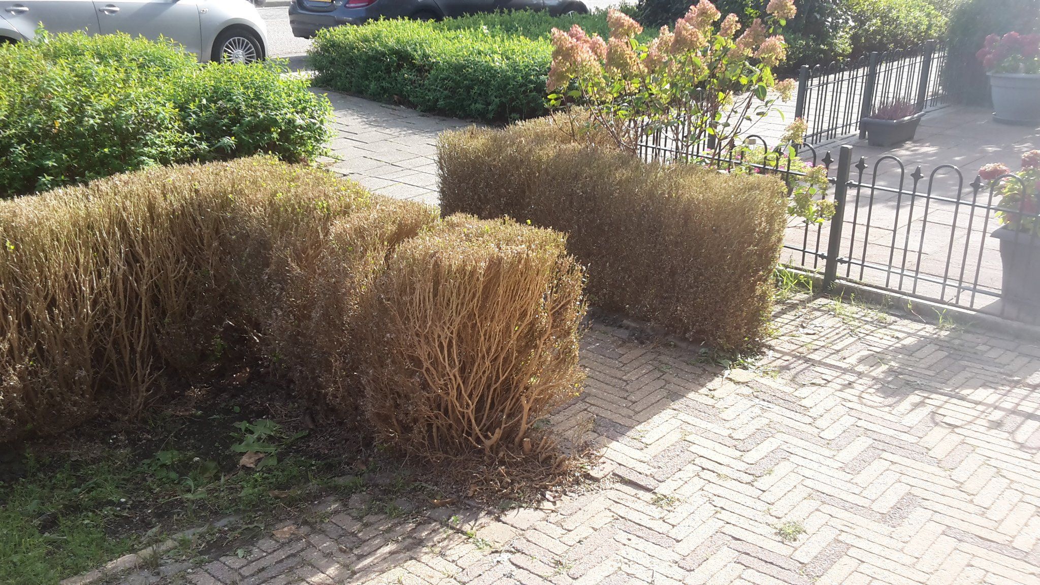 Tuin. Wortels van een buxus heg verwijderen. Werkspot