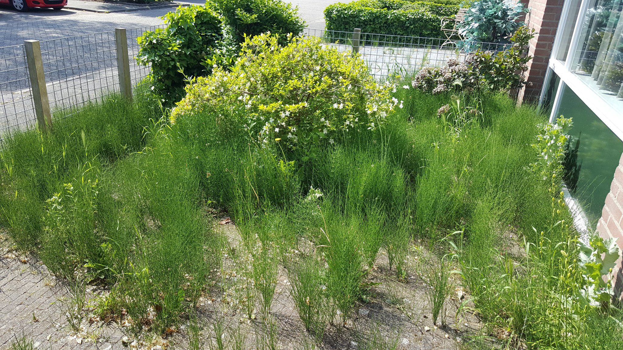 Tuin opruimen / verwijder onkruid Werkspot