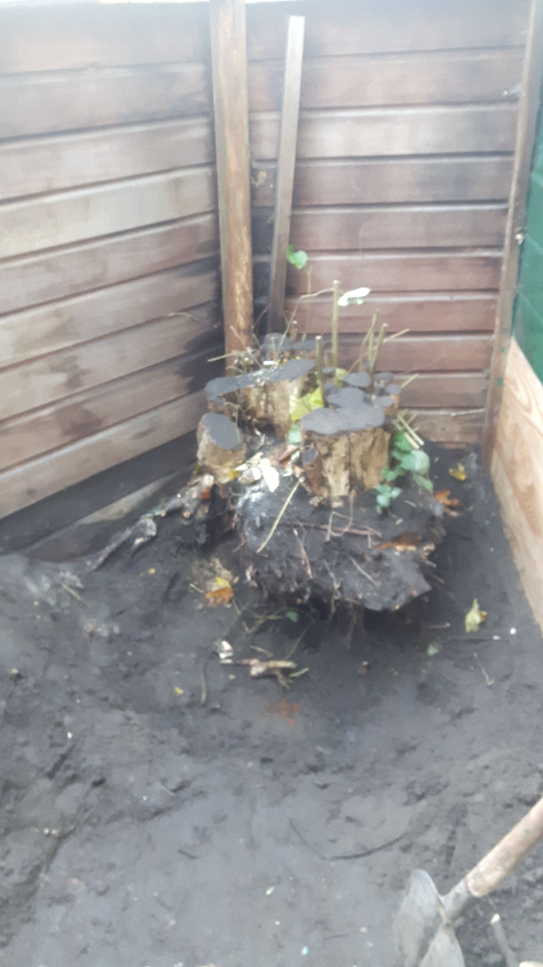 Tuin Boomstronk verwijderen; 1 boom Werkspot