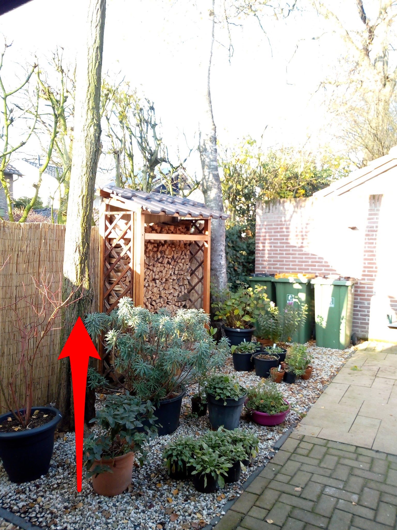 Tuin Boom kappen; 1 boom Werkspot