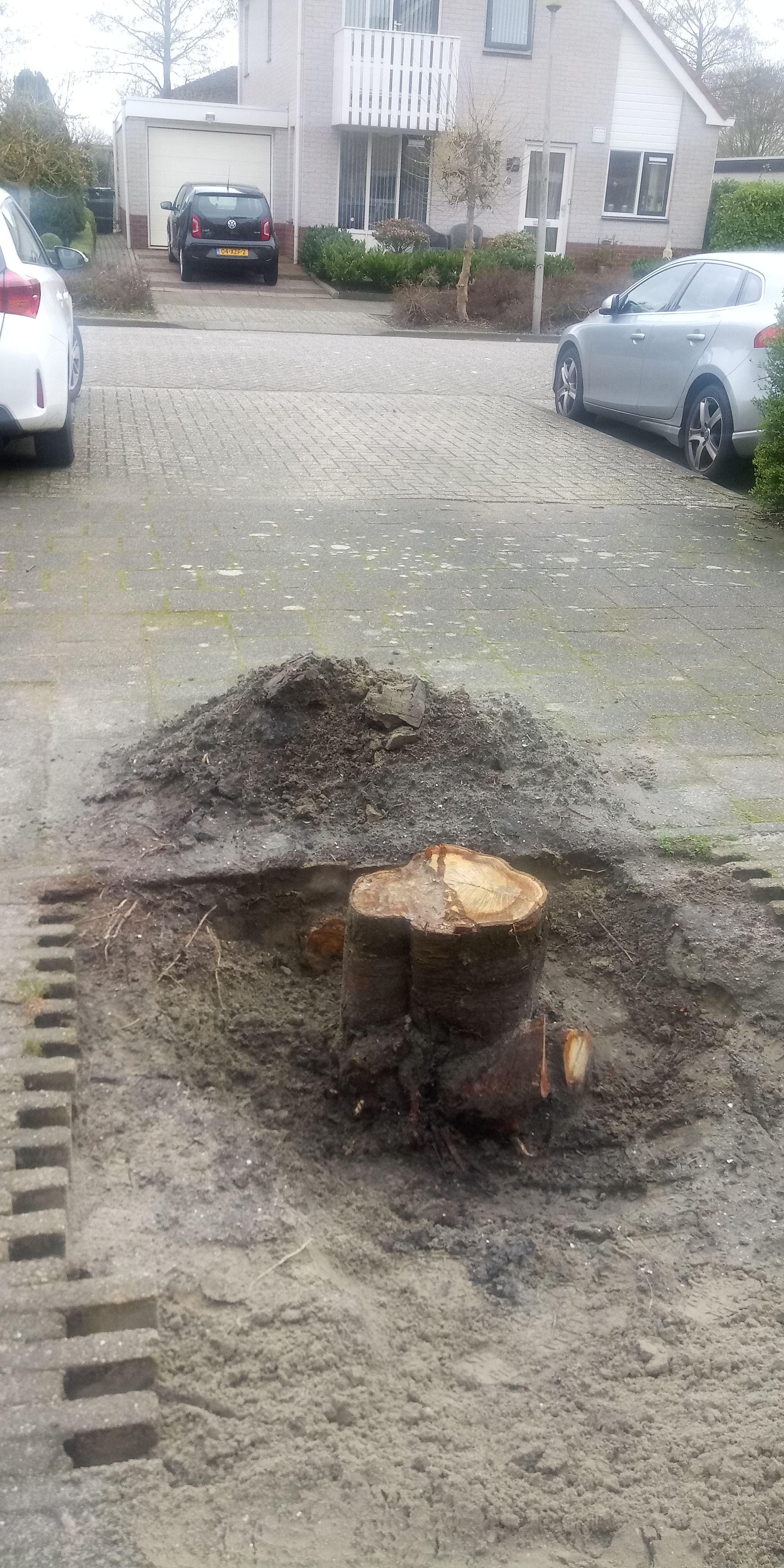 Tuin Boomstronk verwijderen; 1 boom Werkspot