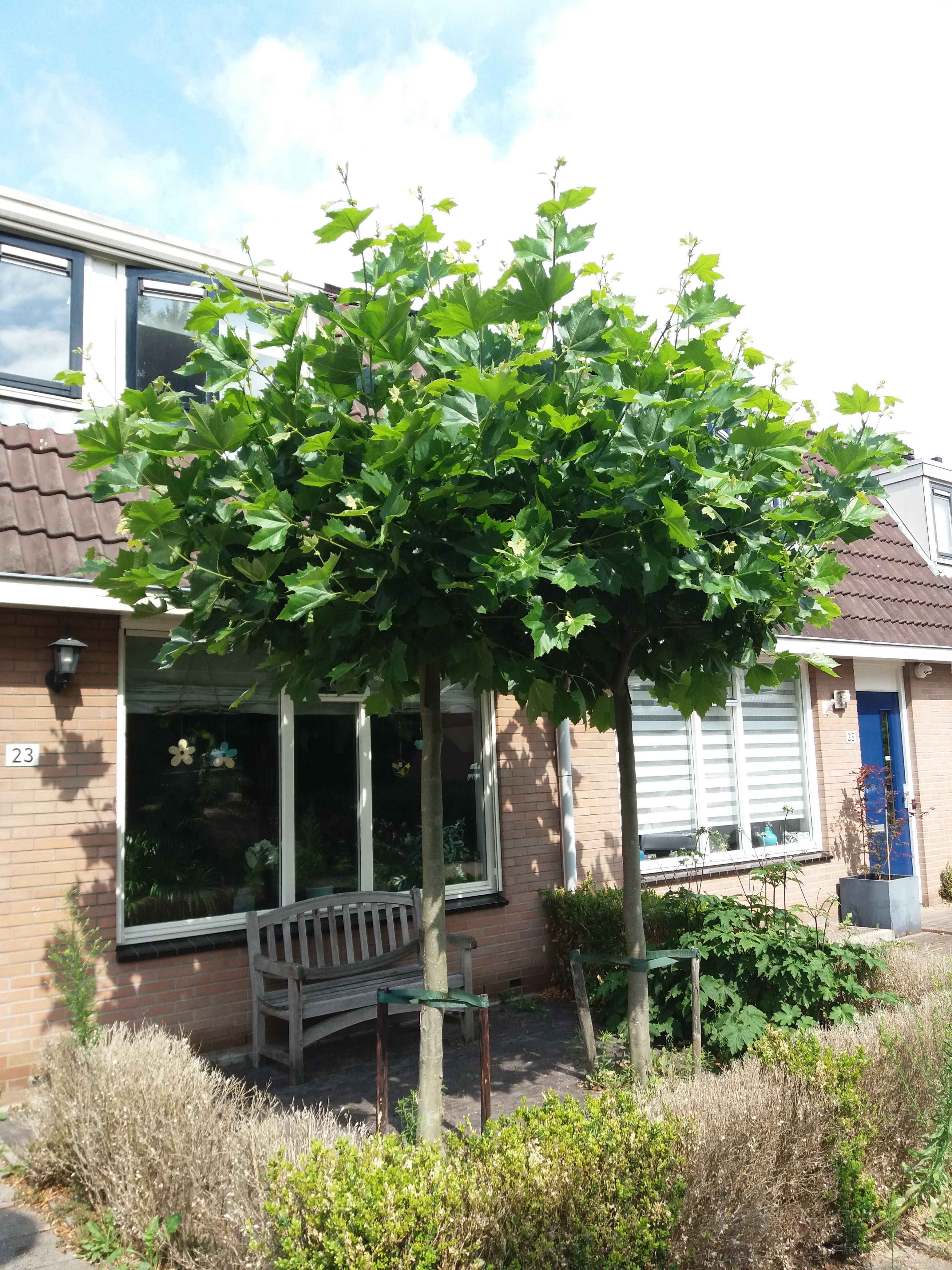 Tuin Boom rooien; 2 bomen Werkspot