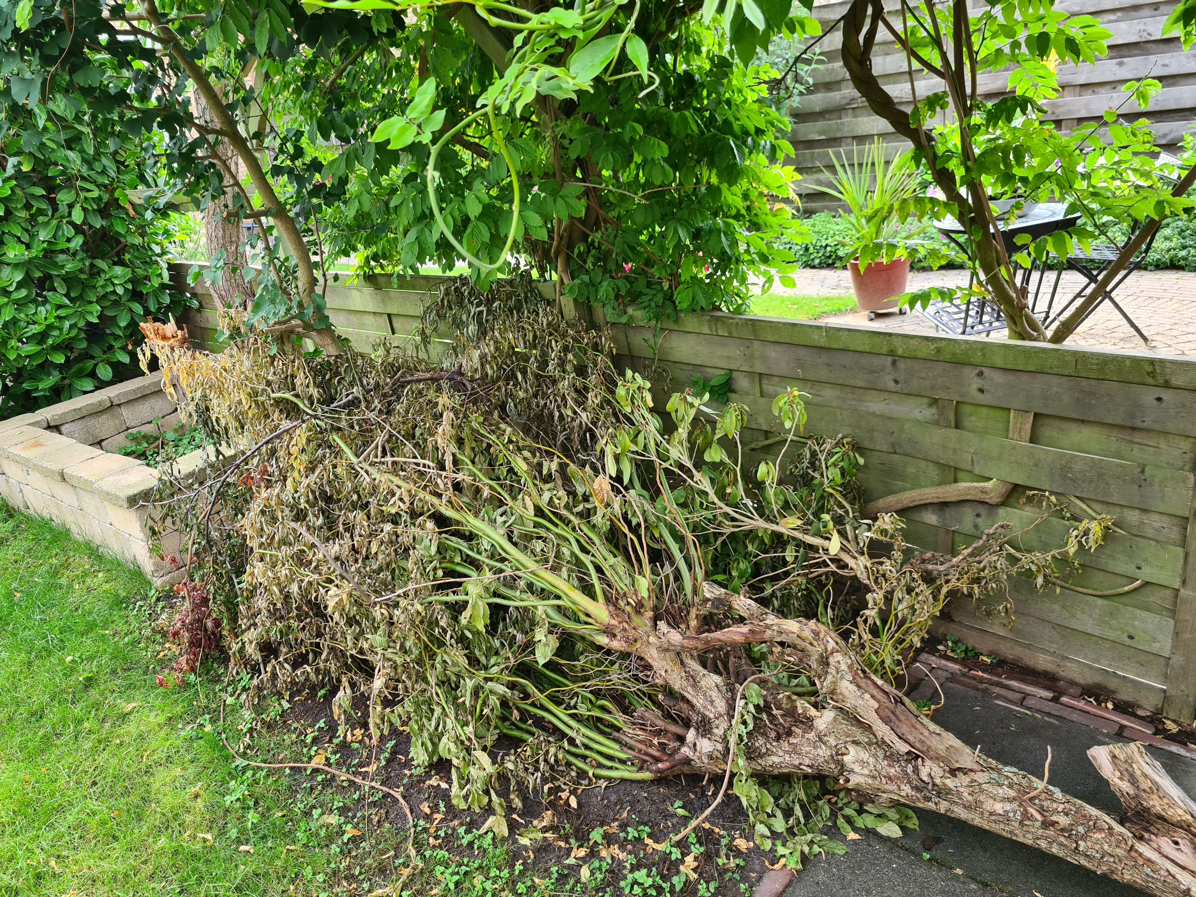 Tuin Boom snoeien, Boomstronk verwijderen; 2 bomen Werkspot