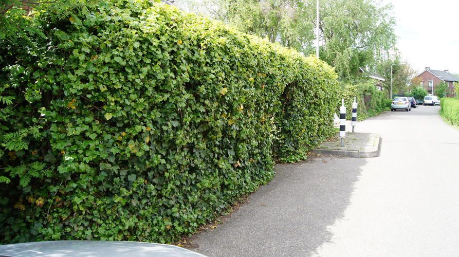 Hedera heg inclusief pergola verwijderen Werkspot