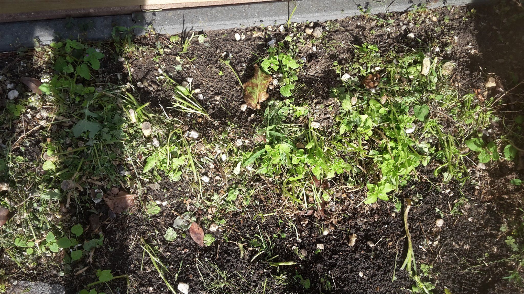 Tuin. Wortels van een buxus heg verwijderen. Werkspot