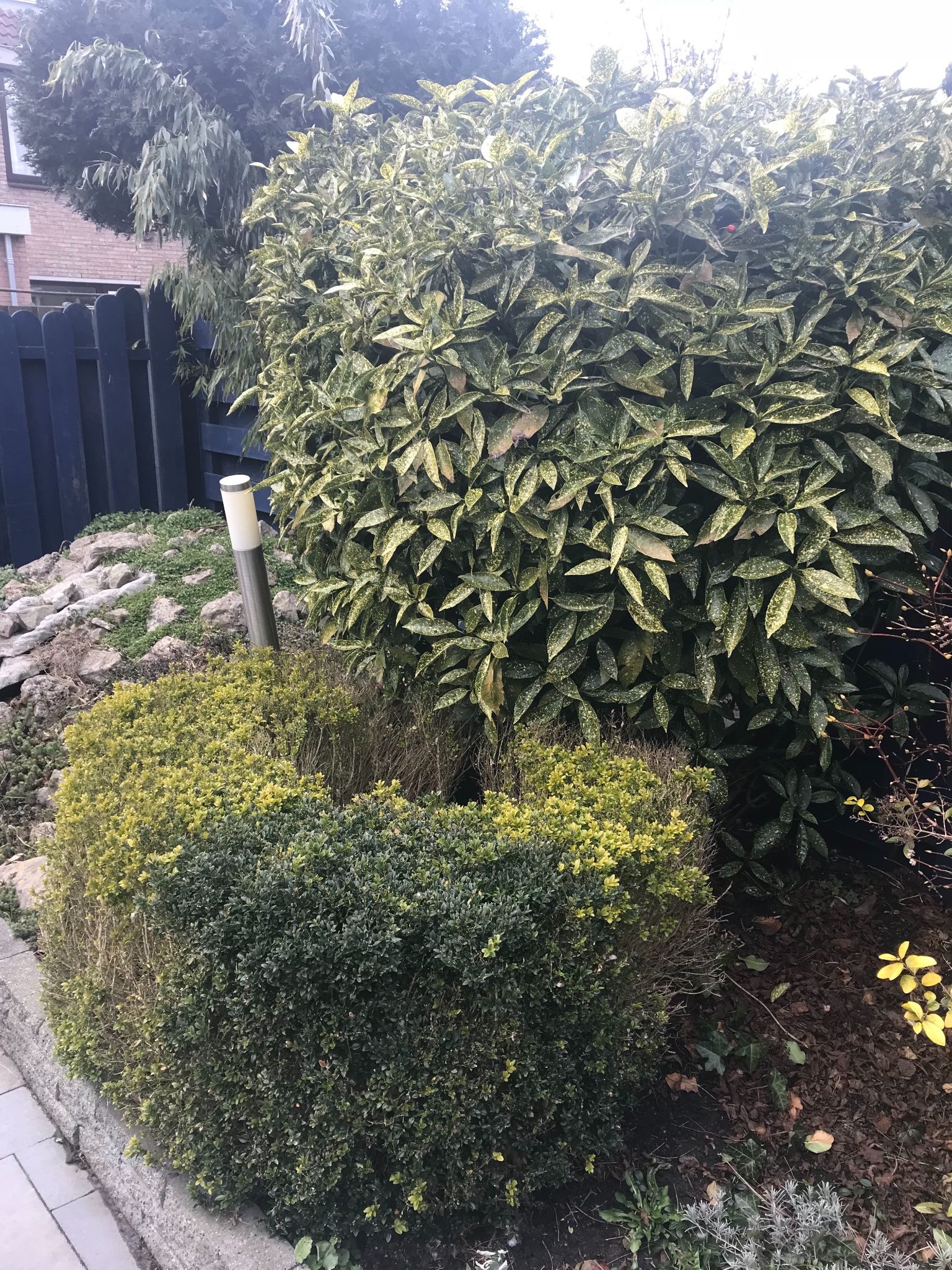 Struiken verwijderen in tuin Werkspot