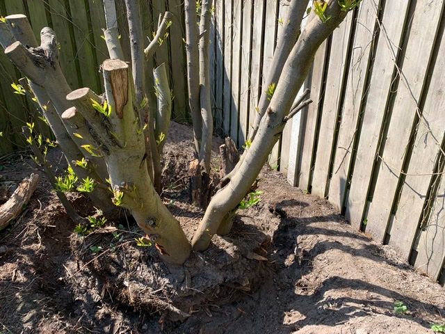 Tuin Boomstronk verwijderen; 1 boom Werkspot