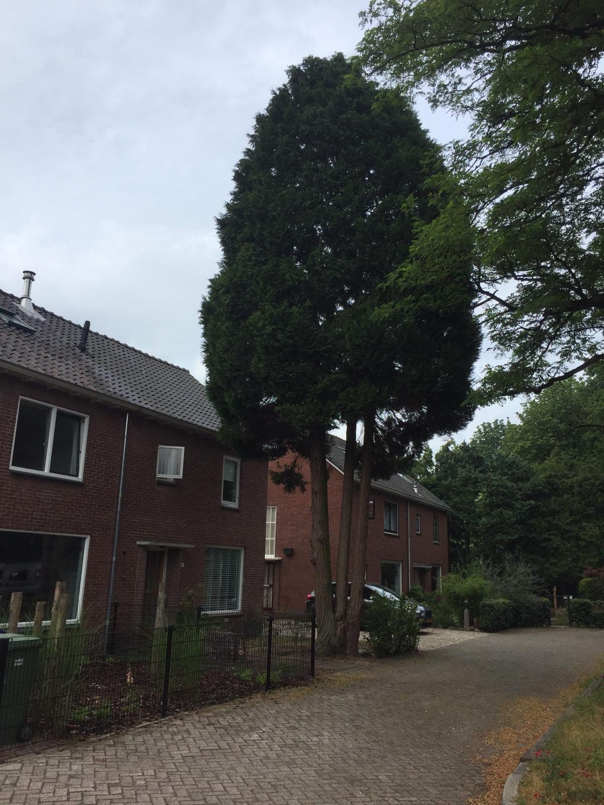 Tuin Boom rooien, Boomstronk verwijderen; 1 boom Werkspot