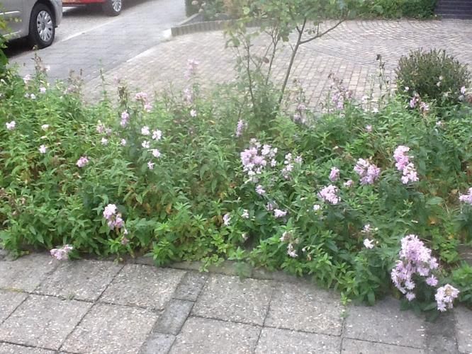 Tuin opknappen Werkspot