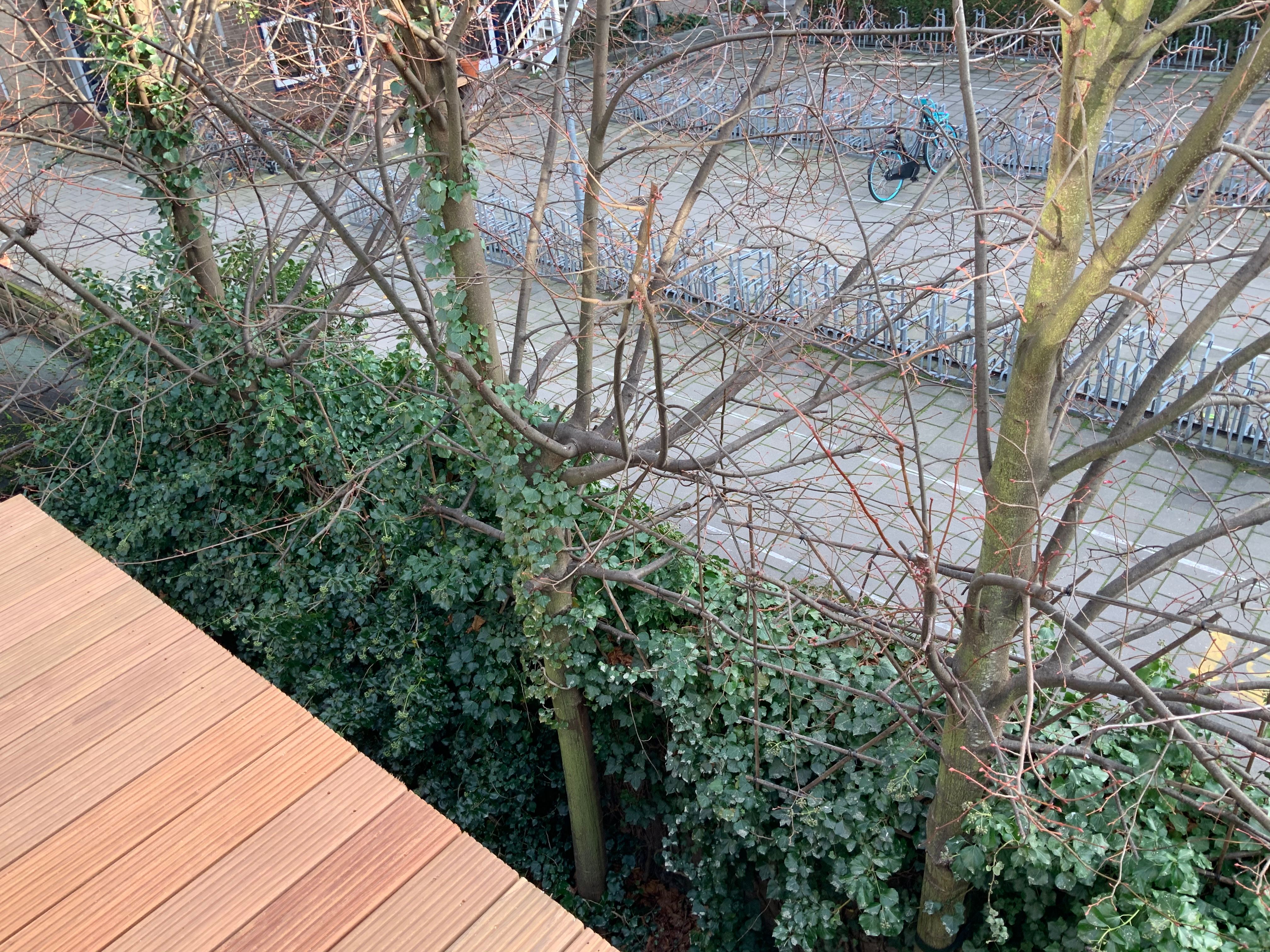 Tuin Boom snoeien; 3 bomen Werkspot