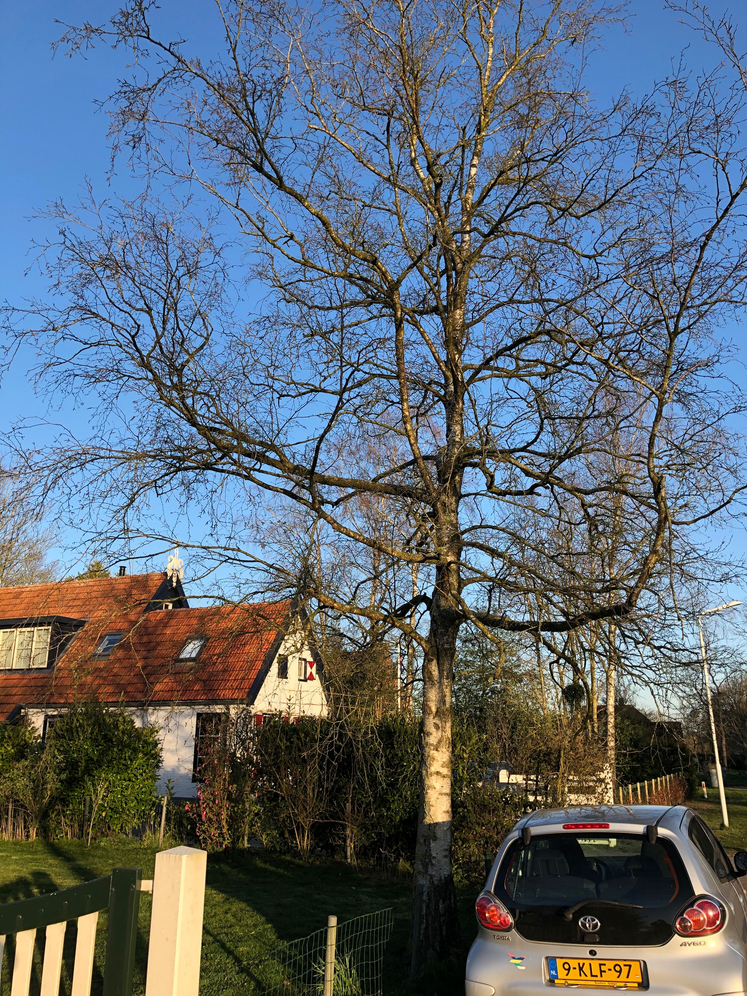 Tuin Boom rooien, Boomstronk verwijderen; 1 boom Werkspot