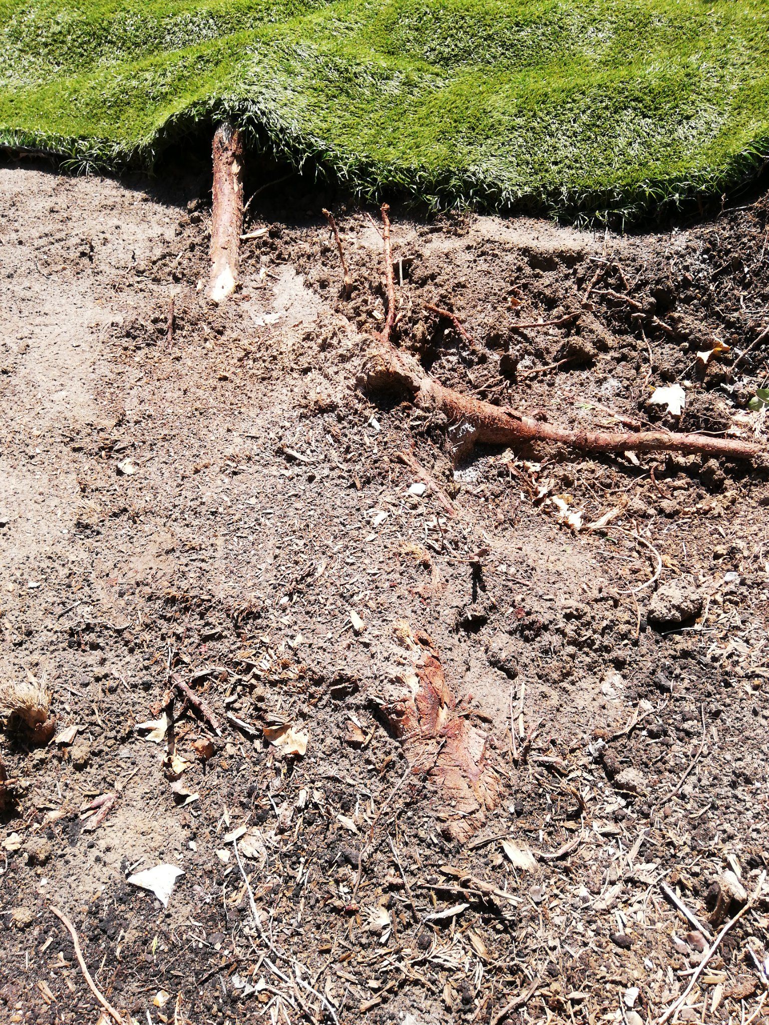 Tuin Boomstronk verwijderen, Wortels verwijderen van boom met free