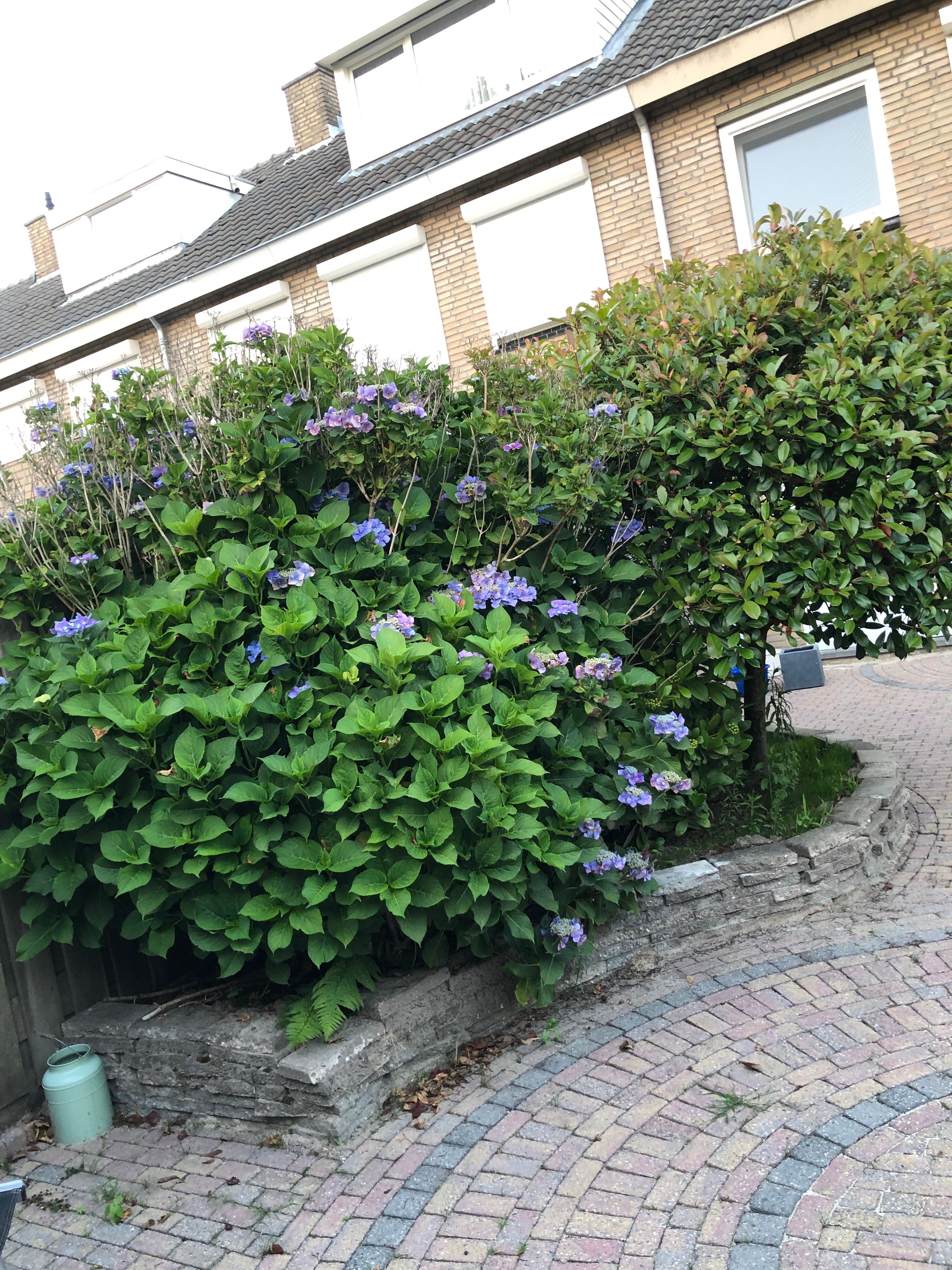 Tuin Verwijderen van struiken en een boompje; 1 boom Werkspot