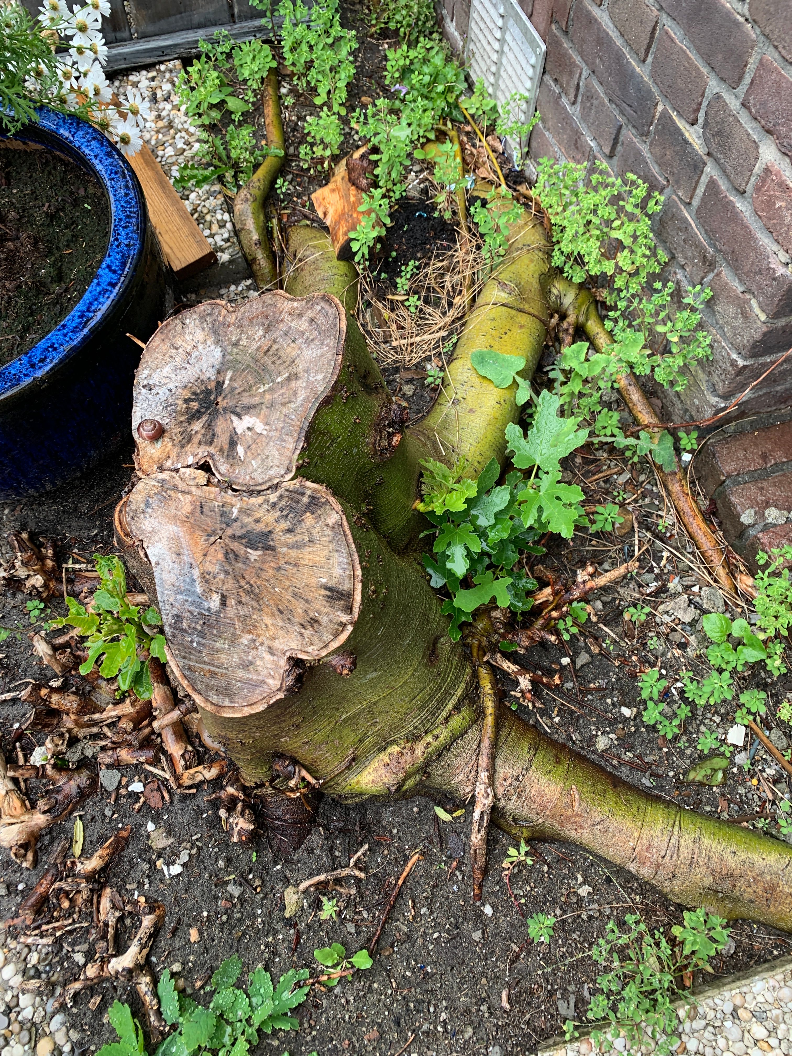 Tuin Boomstronk verwijderen; 1 boom Werkspot