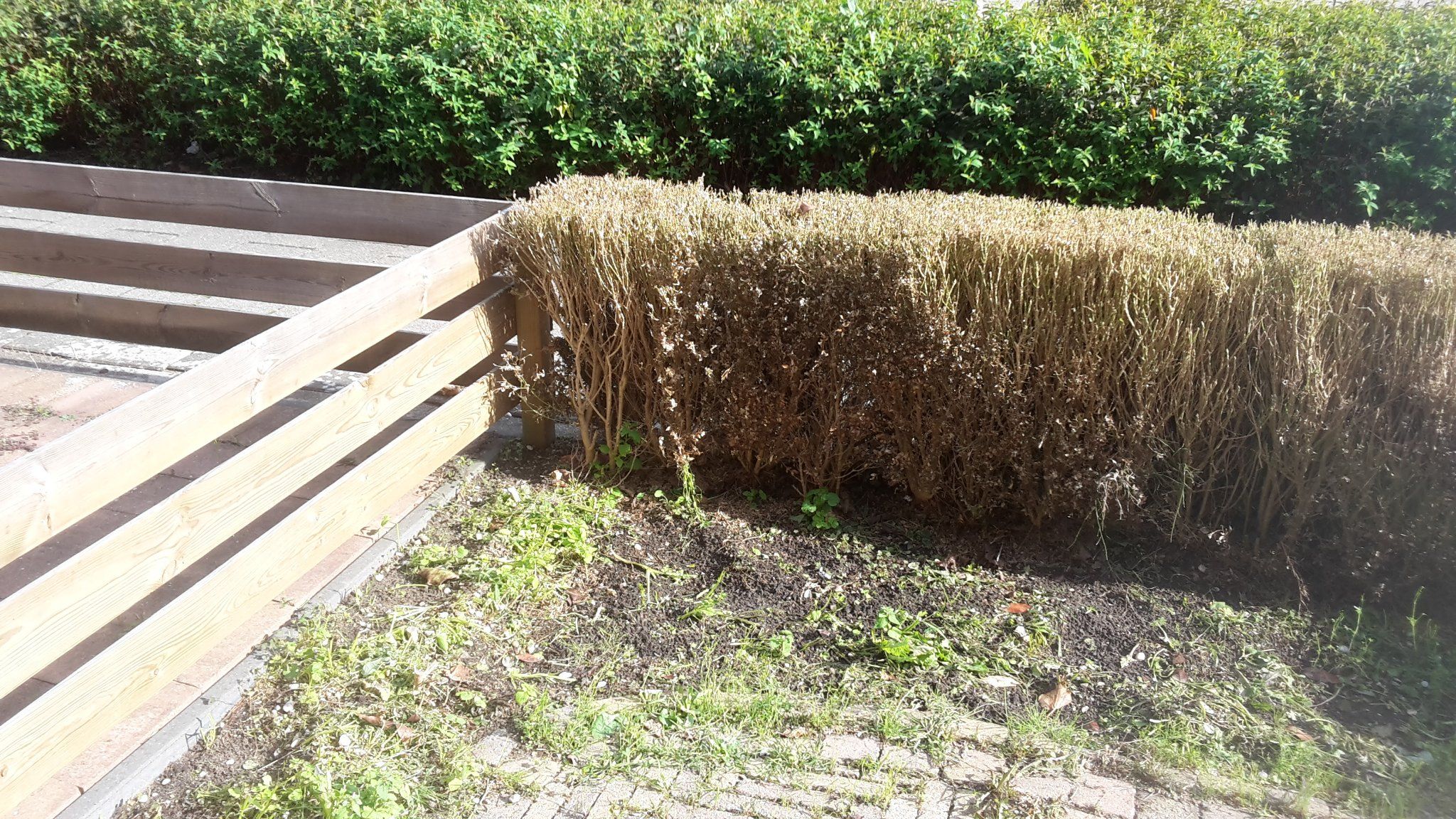 Tuin. Wortels van een buxus heg verwijderen. Werkspot