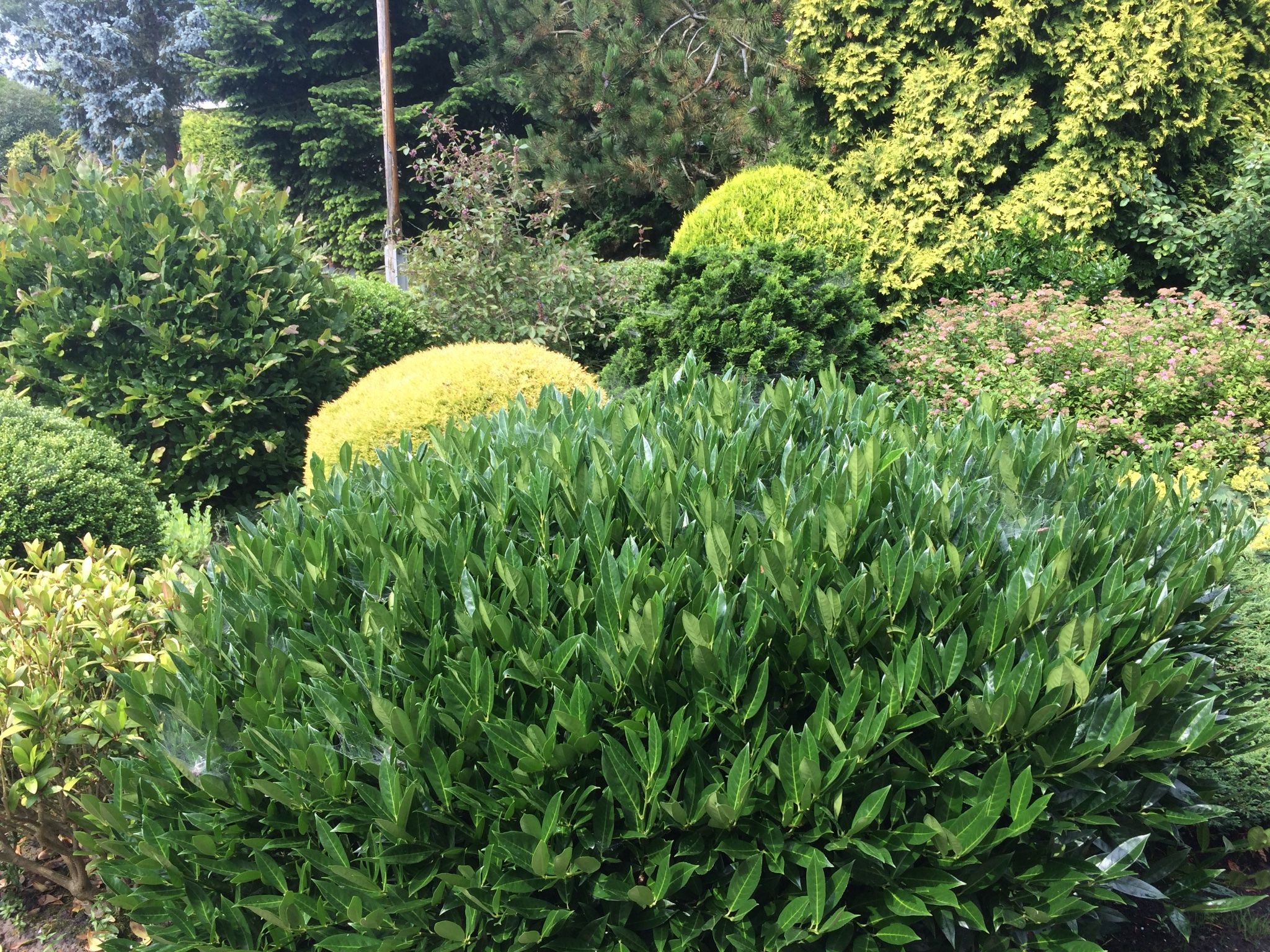 Struiken en bomen uit tuin verwijderen Werkspot