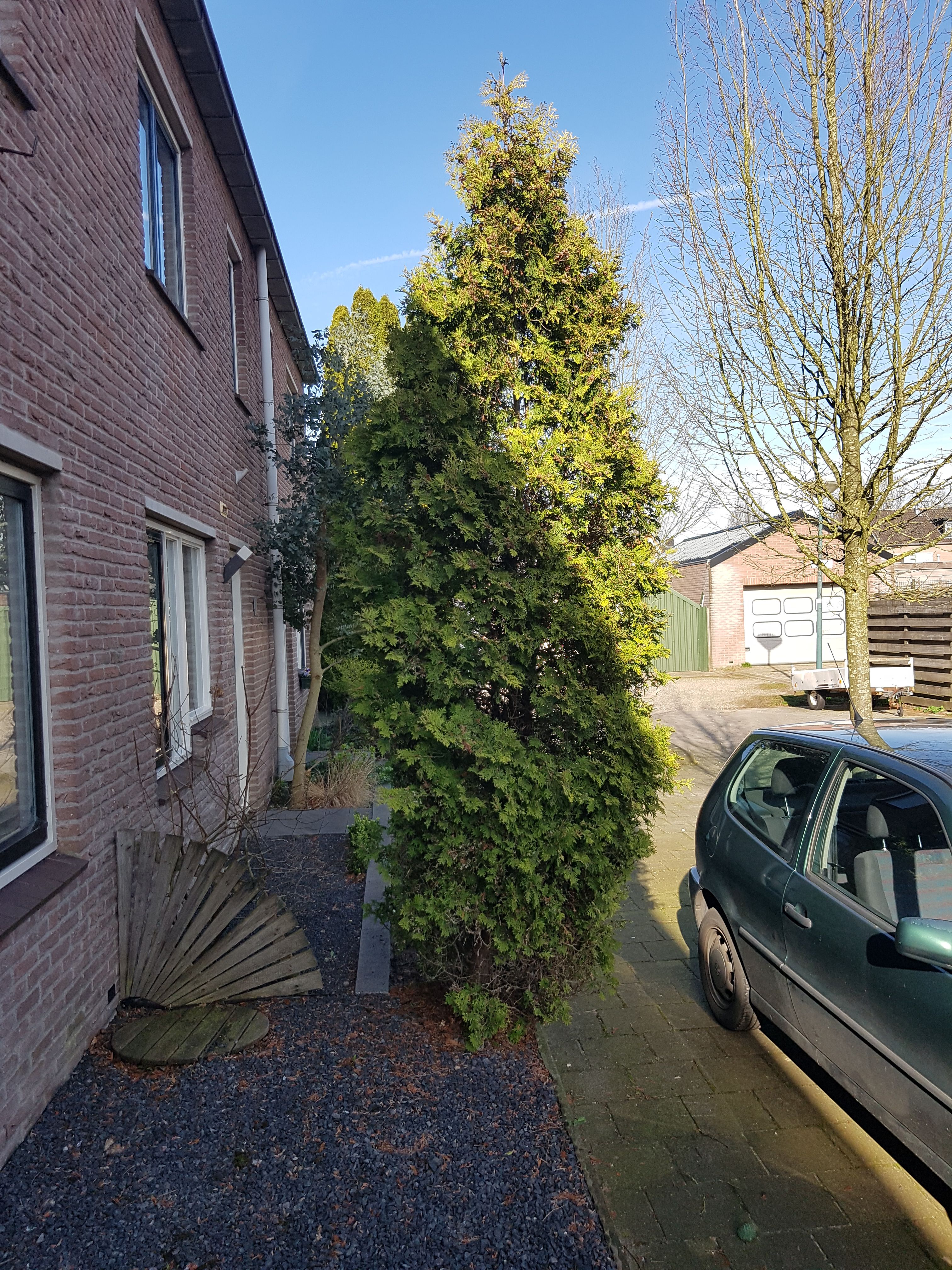 Tuin Boom rooien, Boomstronk verwijderen; 1 boom Werkspot