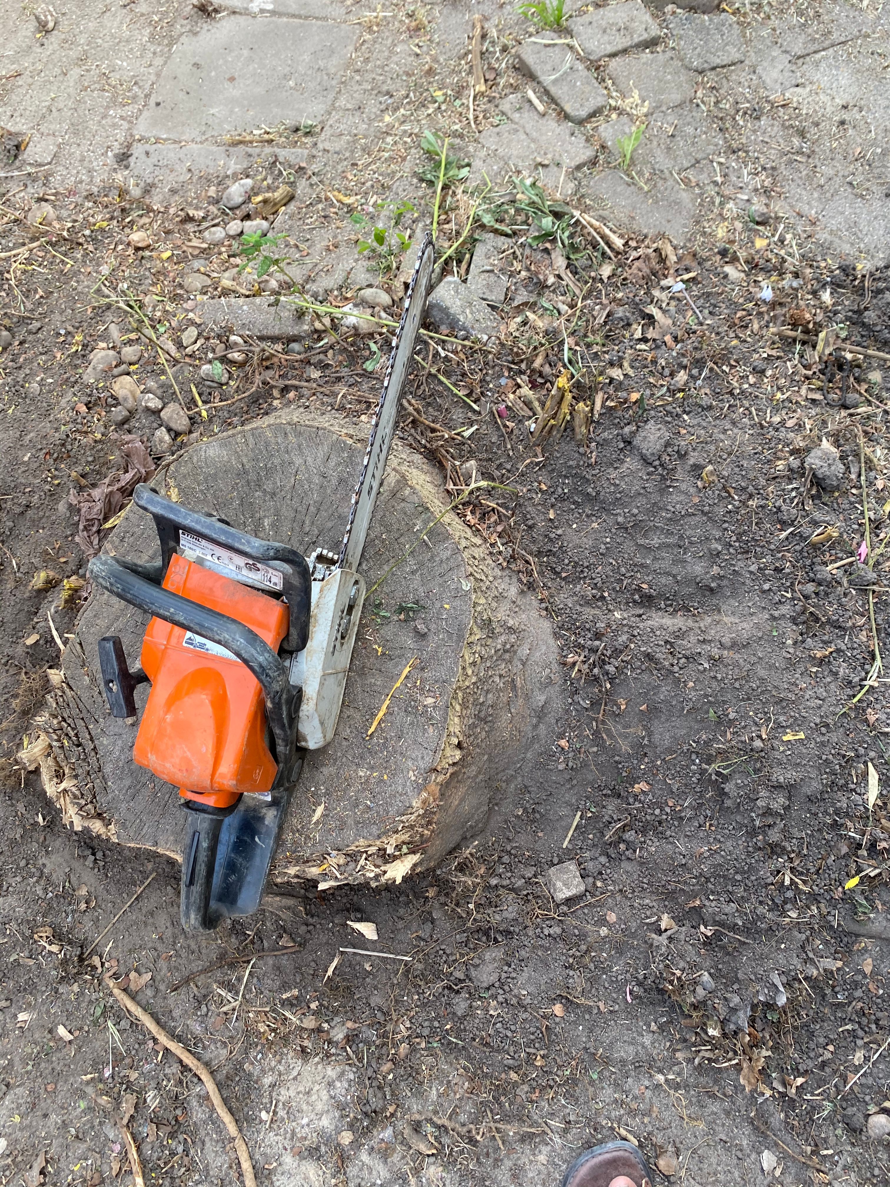 Tuin Boomstronk verwijderen; 1 boom Werkspot