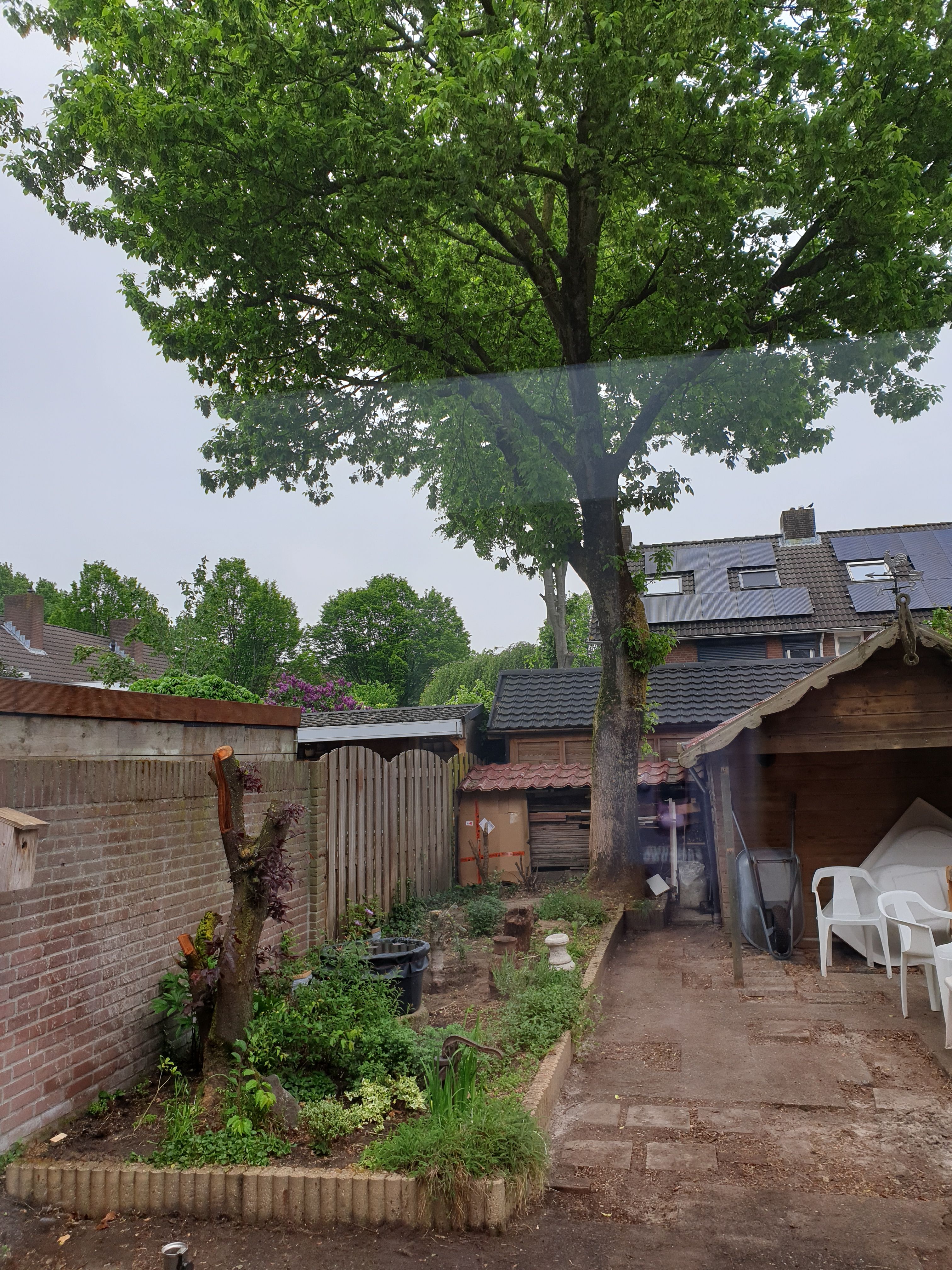 Tuin Boom rooien, Boomstronk verwijderen; 1 boom Werkspot