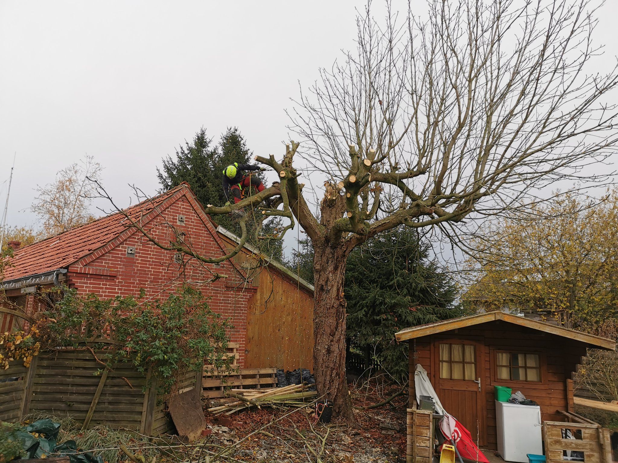 Tuin Boom kappen; 1 boom Werkspot