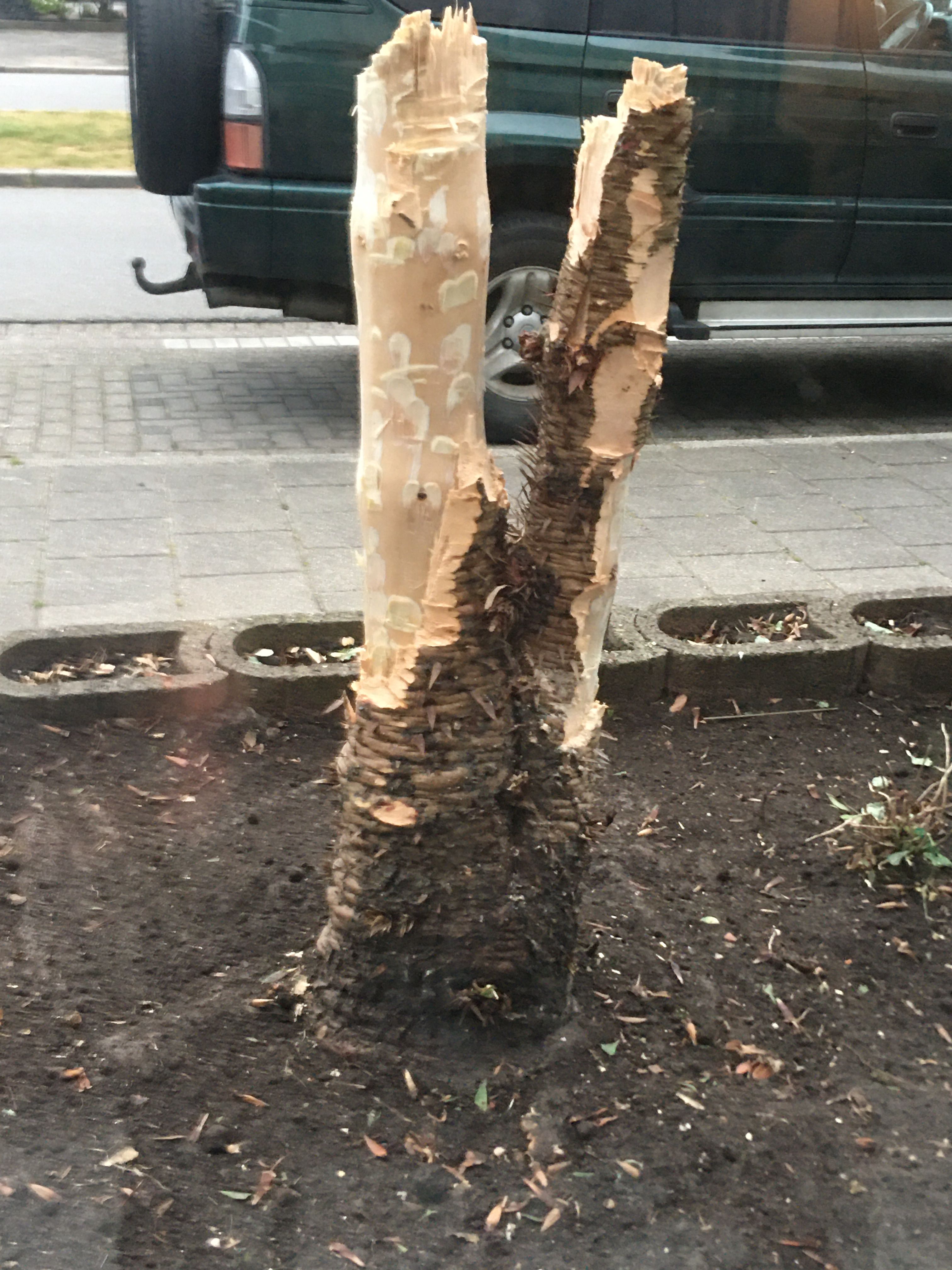 Tuin Boomstronk verwijderen; 1 boom Werkspot